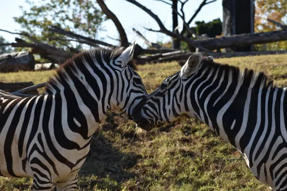 Jet10 Casino Soporte